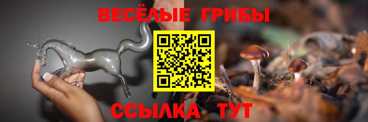 Галлюциногенные грибы Psilocybine cubensis Новоалтайск